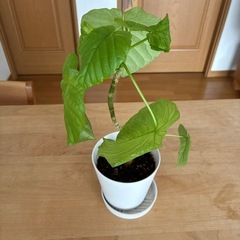 観葉植物　ウンベラータの画像