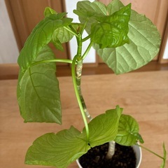 観葉植物　ウンベラータの画像