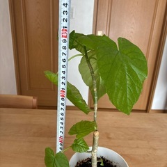 観葉植物　ウンベラータの画像