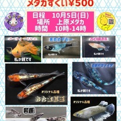 10月5日　🇯🇵上原メダカイベント🇯🇵