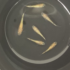 驚安❗️ メダカ　蜜柑新系統　若魚の画像