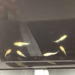 驚安❗️ メダカ　蜜柑新系統　若魚の画像
