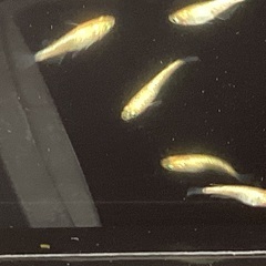 驚安❗️ メダカ　蜜柑新系統　若魚の画像
