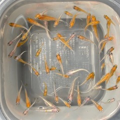 ①夏生まれ若魚　レッドクリフ紅白の選別漏れ　50匹　写真の個体の画像