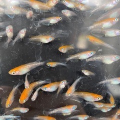 ①夏生まれ若魚　レッドクリフ紅白の選別漏れ　50匹　写真の個体の画像
