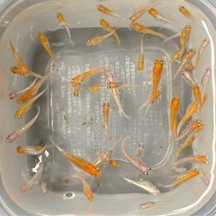 ①夏生まれ若魚　レッドクリフ紅白の選別漏れ　50匹　写真の個体の画像