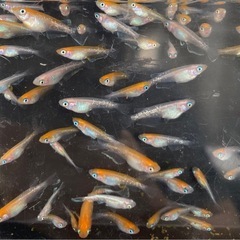 ①夏生まれ若魚　レッドクリフ紅白の選別漏れ　50匹　写真の個体の画像