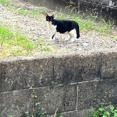 空き家に居着いていた猫