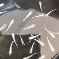 【めだか】　青蝶ロングフィン　稚魚～幼魚おまけ込み13匹セット、今年産まれ③の画像