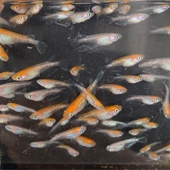 ②夏生まれ若魚　レッドクリフ紅白の選別漏れ　50匹　写真の個体の画像