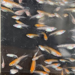 ②夏生まれ若魚　レッドクリフ紅白の選別漏れ　50匹　写真の個体の画像
