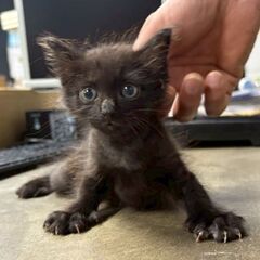 生後３ヶ月位　会社の倉庫で１匹で泣いていた男の子のガルくん…