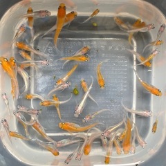 ②夏生まれ若魚　レッドクリフ紅白の選別漏れ　50匹　写真の個体の画像