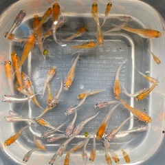 ②夏生まれ若魚　レッドクリフ紅白の選別漏れ　50匹　写真の個体の画像