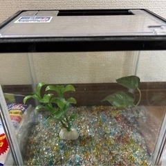 水槽の画像