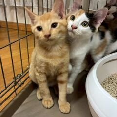 可愛い子猫達と美人な三毛猫のママ【10月4日(土曜日)・5…