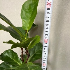 観葉植物　2点の画像