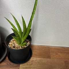 観葉植物　2点の画像