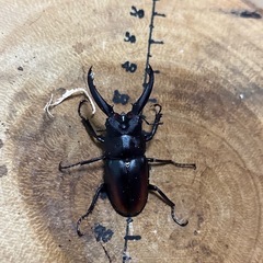 レニノコギリクワガタ 海南島産 オス2頭 ♂55mm ♂41.2mmの画像