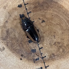 フルストルファーノコギリクワガタ ロンボク島産 ペア♂65mm♀30mmの画像