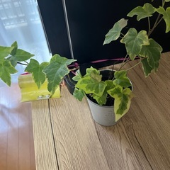 お買い得セット価格‼️観葉植物🪴の画像