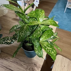 お買い得セット価格‼️観葉植物🪴の画像