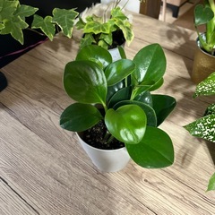 お買い得セット価格‼️観葉植物🪴の画像