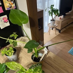 お買い得セット価格‼️観葉植物🪴の画像
