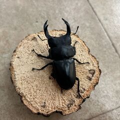 オオクワガタ・ペア／長野県北部産②（WF3、♂67mm・♀42mm）の画像