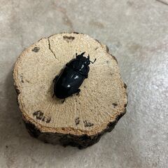 オオクワガタ・ペア／長野県北部産②（WF3、♂67mm・♀42mm）の画像