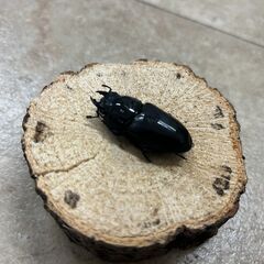オオクワガタ・ペア／長野県北部産②（WF3、♂67mm・♀42mm）の画像