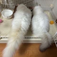 ペット共生型障がい者グループホームでの夜間支援員さん募集の画像