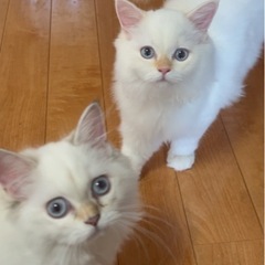 ペット共生型障がい者グループホームでの夜間支援員さん募集の画像