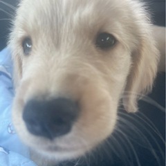 ゴールデン🐶🐶🐶🐶🐶🐶🐶💓♪