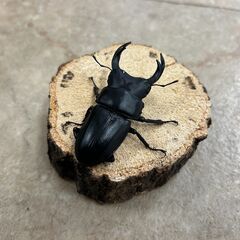 オオクワガタ・ペア／長野県北部産③（WF3、♂66mm・♀42mm）の画像