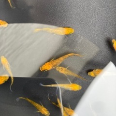 メダカ　竜章鳳姿　の画像