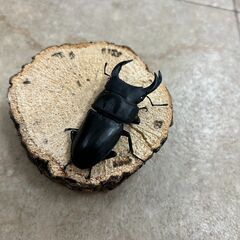 オオクワガタ・ペア／長野県北部産④（WF3、♂66mm・♀42mm）の画像