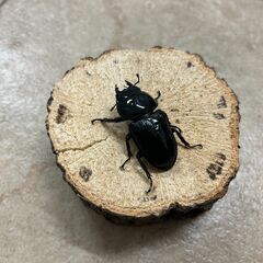 オオクワガタ・ペア／長野県北部産④（WF3、♂66mm・♀42mm）の画像