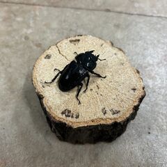 オオクワガタ・ペア／長野県北部産④（WF3、♂66mm・♀42mm）の画像