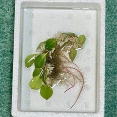 ★ 白玉浮草 （ルドウィジア・フローティング プラント） 水生植物の画像