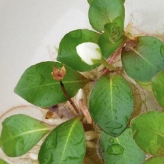 ★ 白玉浮草 （ルドウィジア・フローティング プラント） 水生植物の画像