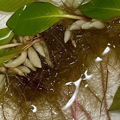 ★ 白玉浮草 （ルドウィジア・フローティング プラント） 水生植物の画像