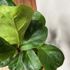 観葉植物　2点の画像