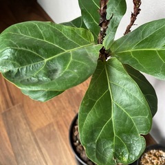 観葉植物　2点の画像