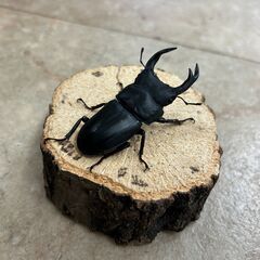 オオクワガタ・♂単品／長野県北部産⑤（WF3、64mm）の画像