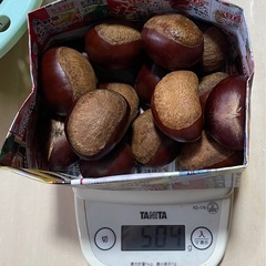 栗🌰🌰利平の画像