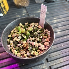 ケラリアピグマエア　実生の画像