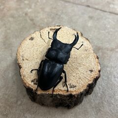 オオクワガタ・♂単品／長野県北部産⑥（WF3、64mm）の画像