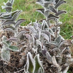 募集停止中 屋外植物 ランタナ　ギボウシ　ソテツの画像