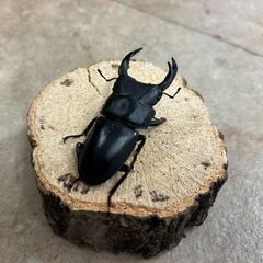 オオクワガタ・♂単品／長野県北部産⑦（WF3、62mm）の画像